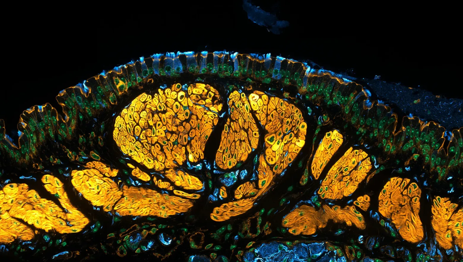 Такого вы ещё не видели: загляните внутрь клеток вместе с лауреатами конкурса Nikon Small World - 3
